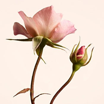 Burberry Garden Roses 20% Eau De Parfum Spray 100ml/3.3oz